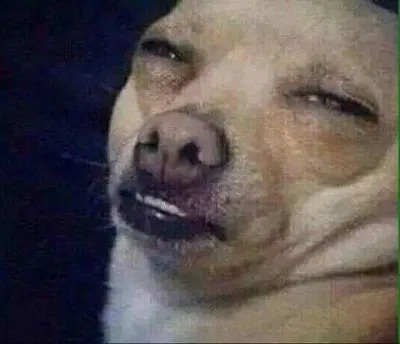 perro  sereno